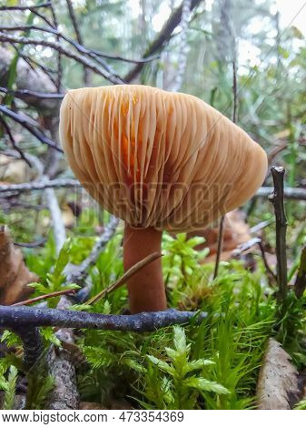 Close-up Picture Of A Poisonous Mushroom In Nature, Stock Photo