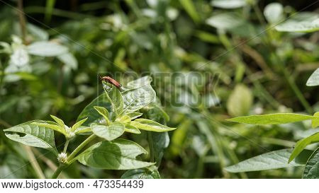 Bloody Net Winged Beetle Known As Lycus Sanguineus Sitting On Leaves With Green Background.