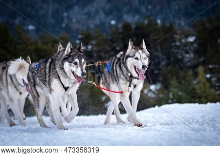 Sportive Dog Team Is Running In The Snow