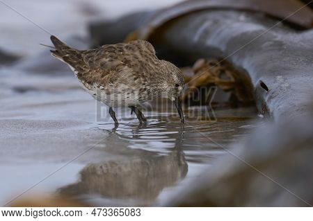 White-rumped Sandpiper (calidris Fuscicollis) Searching For Food Along The Coast Of Sea Lion Island 