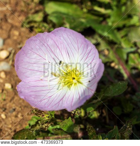 Oenothera Speciosa Is A Species Known By Several Common Names, Including Pinkladies, Pink Evening Pr