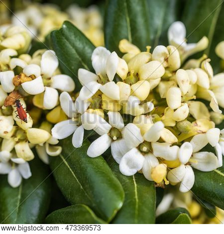 Flora Of Israel. Square Frame. Pittosporum Tobira Is Known By Several Common Names, Including Austra