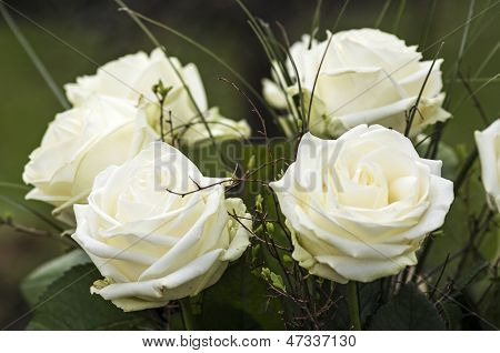 White roses