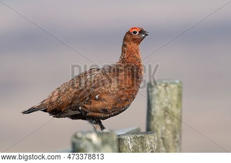 Red Grouse (lagopus Lagopus Scotica) On A Fence Post