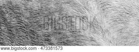 Texture Of A Grey Spotted Horse Animal Coat. Grey And White Hair Horse Skin - Real Genuine Natural F