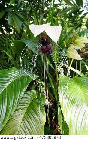 Close Up Of The Unique And Long Haired Flower Of Sauropus Spatulifolius, Also Known As Dragon's Tong