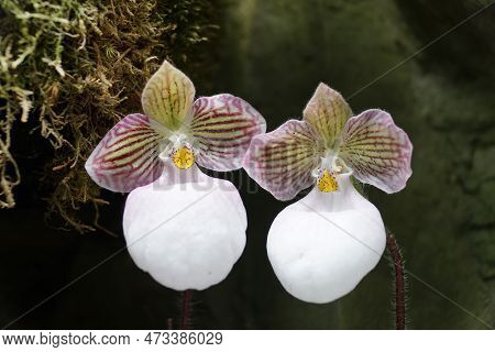 Close Up Of The Beautiful Light Red And White Paphiopedilum Micranthum Orchid Flower