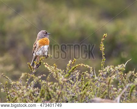 Robin Accentor (male) On A Beautiful Perch