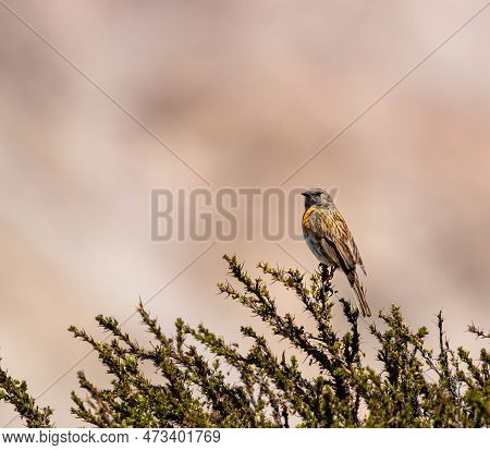 Robin Accentor Prunella Rubeculoides On A Beautiful Perch