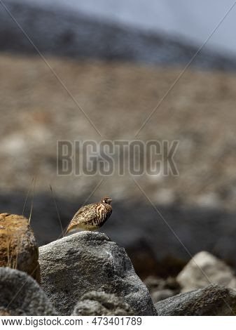 Tibetian Patridge Perdix Hodgsoniae On A Rock In Ladakh Region