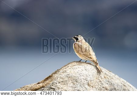 Horned Lark Eremphila Alpestris On A Rock In Himalayan Region