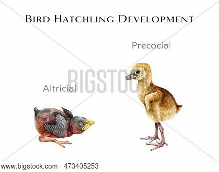 Bird Hatchling Development Study Table. Watercolor Hand Drawn Illustration. Difference Between Baby 