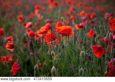 Field Of Poppies Selective Focus. Nature Summer Wild Flowers. Vivid Red Flower Poppies Plant. Buds O
