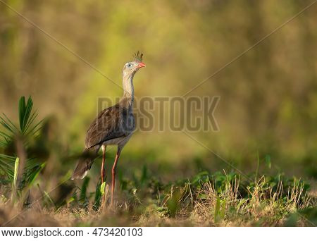 Close Up Of A Red Legged Seriema Standing In A Grass Field, Pantanal Brazil.
