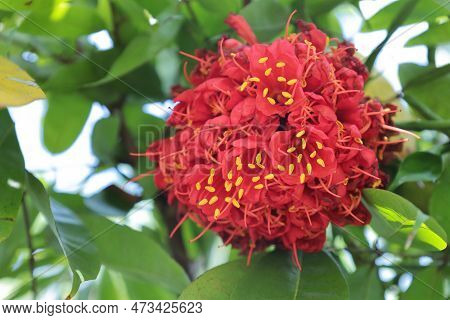 Red Flower Brownea Ariza Benth. (ariza, Palo De Cruz, Rose Of Venezuela). Small Bright Red Flowers W