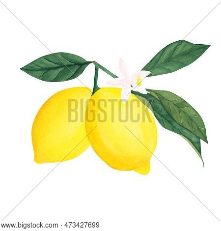 Watercolor Botanical Illlustration Of Lemon Tree Branch With Fruits And Flower On White Background.i
