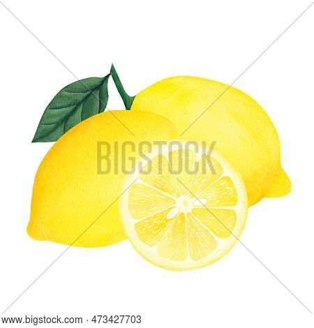 Watercolor Botanical Illlustration Of Lemon Tree Branch With Fruits And Flower On White Background.i