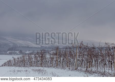 Winter Landscape With A Snowy Vineyard In South Moravia In The Czech Republic