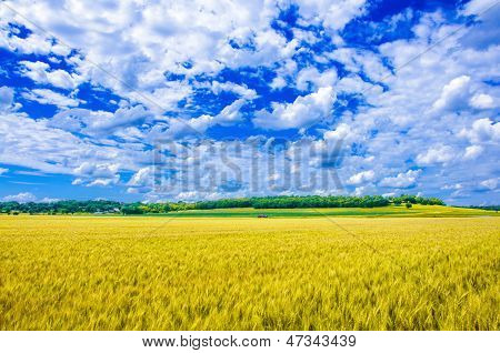 A wheat farm