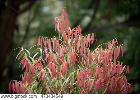 A Brust Of Colourfull Of Mesua Ferrea Leaves