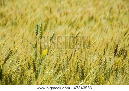 A wheat farm