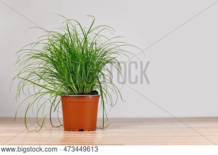 Potted Grass 'cyperus Zumula' Used For Cats To Help Them Throw Up Hair Balls