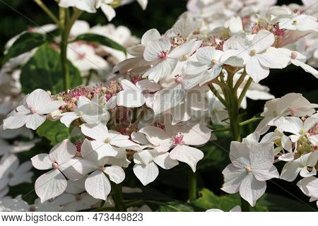 Lacecap Hydrangea Macrophylla Flowers With Pink Inner Florets And White Outer Florets With A Blurred
