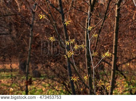 Flower Of Hamamelis Intermedia In Early Spring. Hamamelis Has Gorgeous Yellow Flowers In Early Sprin