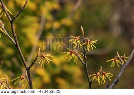 Flower Of Hamamelis Intermedia In Early Spring. Hamamelis Has Gorgeous Yellow Flowers In Early Sprin