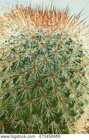 Upper Part Of Mammillaria Spinosissima With Its Sharp Tips Filled With Fine Water Droplets
