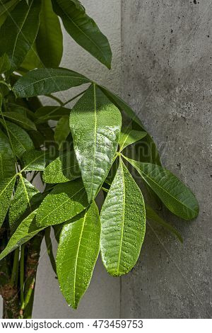Pachira Aquatica Leaves With A Multitude Of Small Drops Of Water On A Terrace With A Concrete Wall