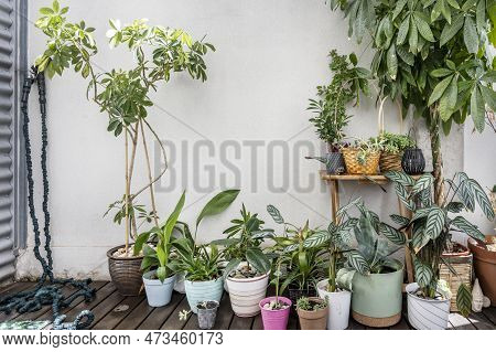 Various Decorative Plants Of Various Types, Pachira Aquatica, Schefflera, Palms, Wooden Floors In An