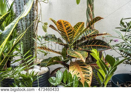 Set Of Decorative Plants, Including Croton Petra, Zamioculca, Sansevieria, Palm, Olive Tree And A Pa