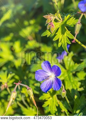 Blue And Purple Flowers Of Geranium Wallichianum. Summer Or Spring Flower Background.