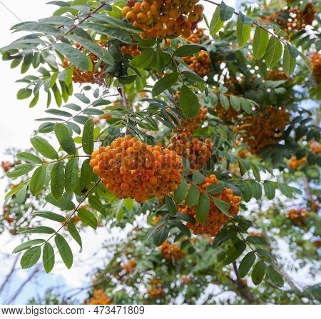 Leaves And Fruits Of Rowan, Sorbus Aucuparia. Photo Taken In The Municipality Of Ehrwald, Austrian S