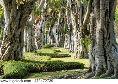 The Background Image Of The Bo Tree Shows The Nature Of The Trunk, The Sacred Tree Of Buddhism.