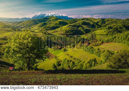 Majestic Summer Scenery With Green Meadows And Agricultural Farmlands On The Slopes, High Snowy Moun