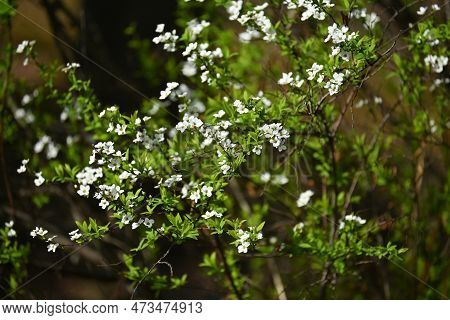 Thunbergii Eadowsweet ( Spiraea Thunbergii ) Flowers. Rosaceae Deciduous Shrub. From March To May, S