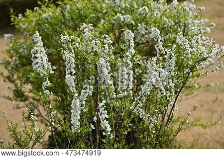 Thunbergii Eadowsweet ( Spiraea Thunbergii ) Flowers. Rosaceae Deciduous Shrub. From March To May, S