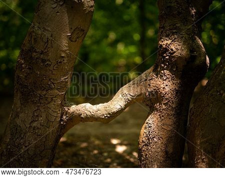 Two Trees Grown Together In A Forest, Idyllic, Sunlight