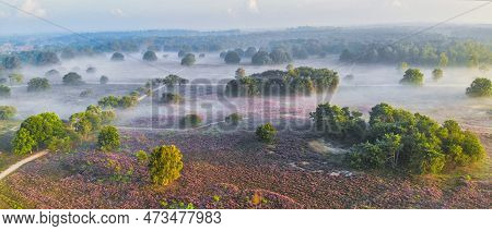 Zuiderheide National Park Veluwe, Purple Pink Heather In Bloom, Blooming Heater On The Veluwe