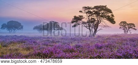 Zuiderheide National Park Veluwe, Purple Pink Heather In Bloom, Blooming Heater On The Veluwe