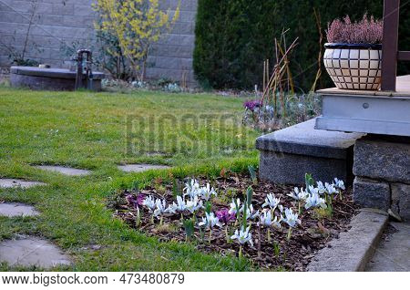 Is A Mini Iris With Early Blooming, Fragrant Plum Purple Flowers With A Touch Of Yellow That Grows S