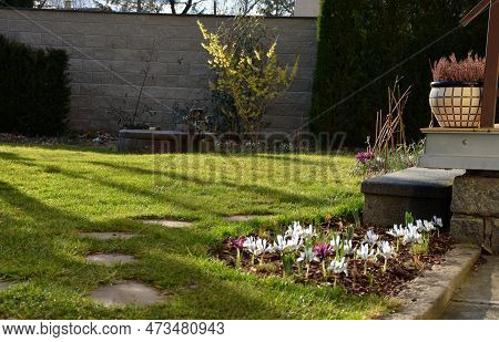 Is A Mini Iris With Early Blooming, Fragrant Plum Purple Flowers With A Touch Of Yellow That Grows S