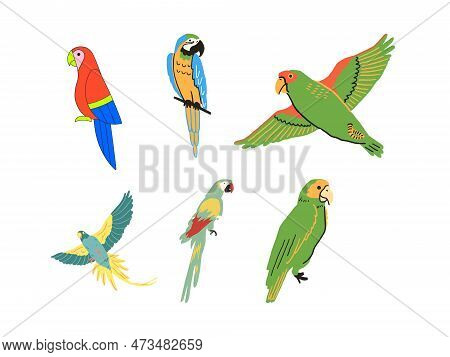 Parrots Set. Colorful Parrots Isolated On White Background. Vector Illustration.