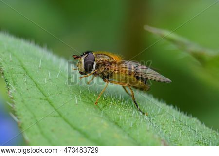 Natural Closeup Of The Spring Hoverfly , Epistrophe Eligans On A Green Leaf