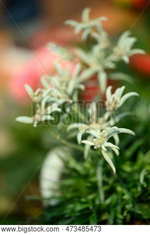 Beautiful Edelweiss Flower Blossom, Mountain Flower And Used In Traditinal Medine