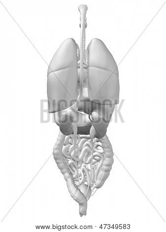 3D menneskelige eller mand interne abdominal eller thorax organer til anatomi eller sundhed designs. En illustration jeg