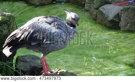 Northern Screamer (chauna Chavaria), Portrait Of Large Ground Bird