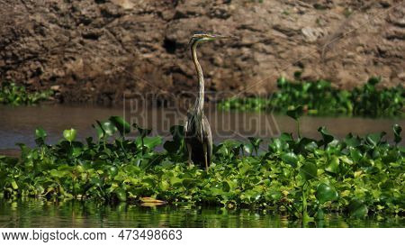 Rajkot, Gujarat, India. March-12-2023. A Purple Heron (ardea Purpurea).